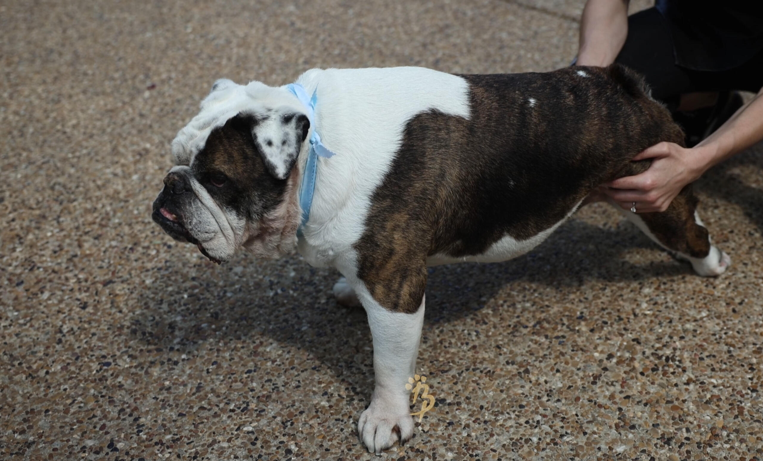 RIP. Groomed one week before he went to see the Lord. God Bless his Soul.